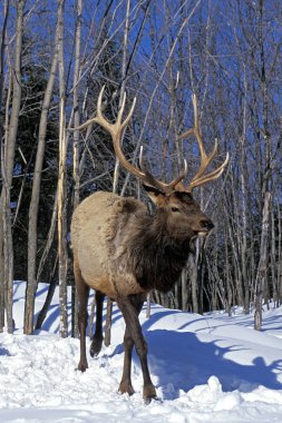 Wapiti Des Montagnes Rocheuses cervus canadensis nelsoni