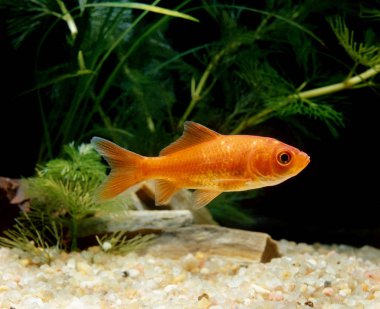 Zehirli Rouge Carassius Auratus