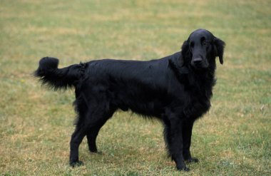 Düz boyalı retriever