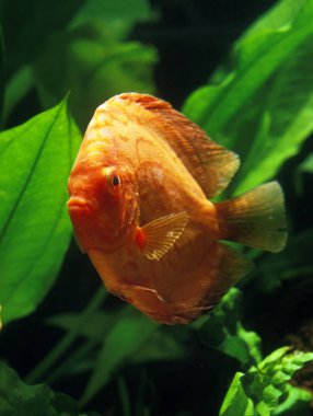 Discus Pigeon Blood simphysodon a equifasciatus