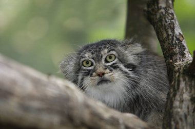 Manul otocolobus manul
