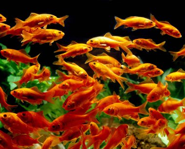 Zehirli Rouge Carassius Auratus