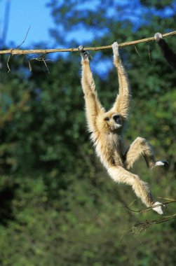 Gibbon A Mains Blanches iki lobici.
