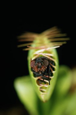 Dione Attrape Mouche dionaea