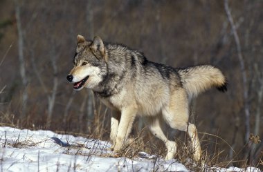 Loup Du Canada köpek lupus oksidentalis