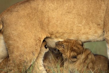 Aslan D 'Afrique panthera leo