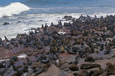 Otarie A Fourrure D 'Afrique Du Sud arctocephalus pusillus