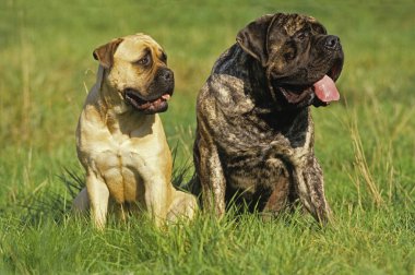 Bullmastiff