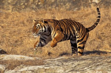 Tigre Du Bengale panthera tigris tigris
