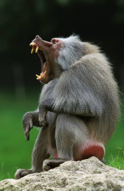 Babouin Hamadryas papio hamadryas