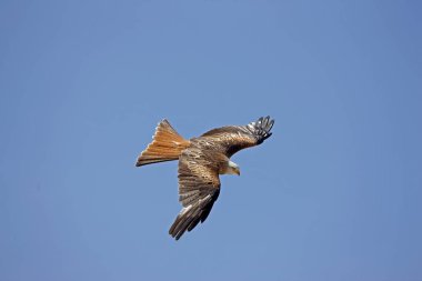 Milano Kraliyet Milvus Milvus