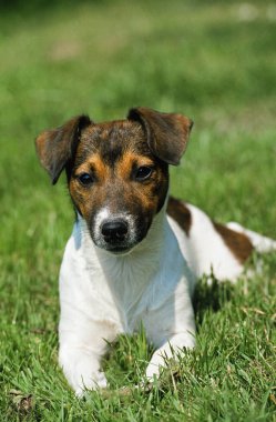 Jack Russell Teriyeri