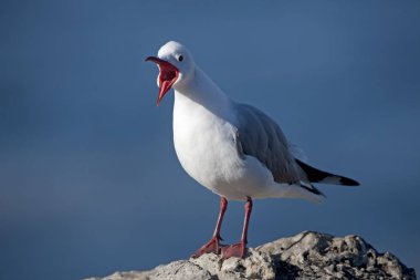 Mouette De Hartlaub larus hartlauthe