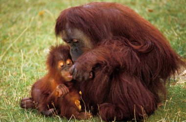 Orang Outan pongo pigmaeus