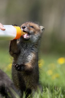 Renard Roux vulpes vulpes