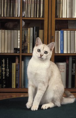Burmilla