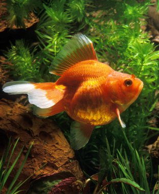 Zehirli Rouge Carassius Auratus