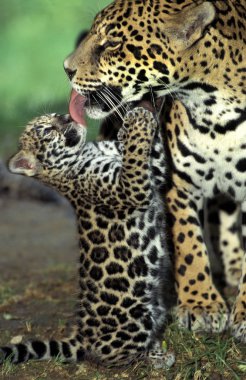 Jaguar Panthera onca