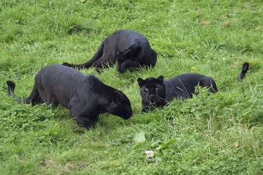 Panthere Noire panthera pardus