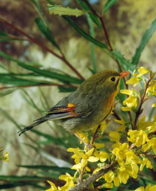 Rossignol Du Japon leiothrix lutea