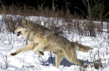 Loup Du Canada köpek lupus oksidentalis