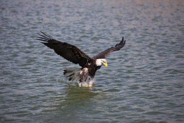 Pygargue A Tete Blanche haliaeetus leucocephalus
