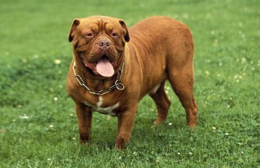 Dogue De Bordeaux
