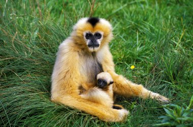 Gibbon A Mains Blanches iki lobici.
