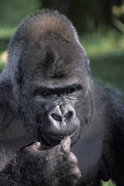 Goril De Plaine goril graueri