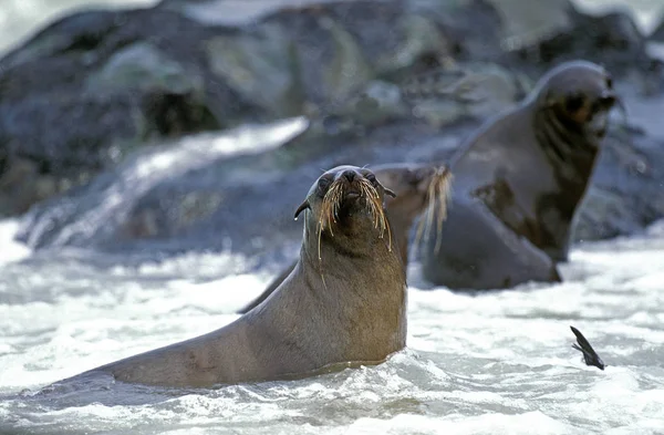 Otarie A Fourrure D 'Afrique Du Sud arctocephalus pusillus — Stok fotoğraf