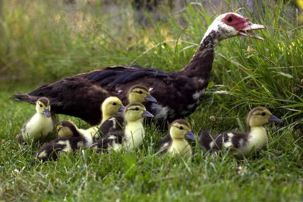 Canard De Barbarie cairina moschata — стокове фото