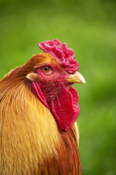 Coq Brahma Ordförande — Stockfoto