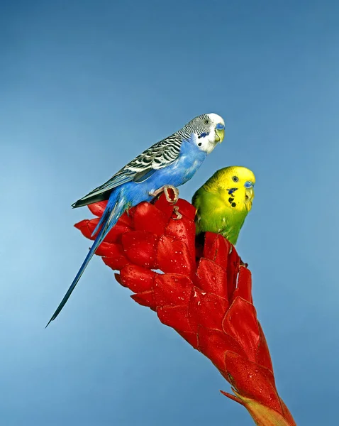 Perruche Ondulee melopsittacus undulatus — Fotografia de Stock