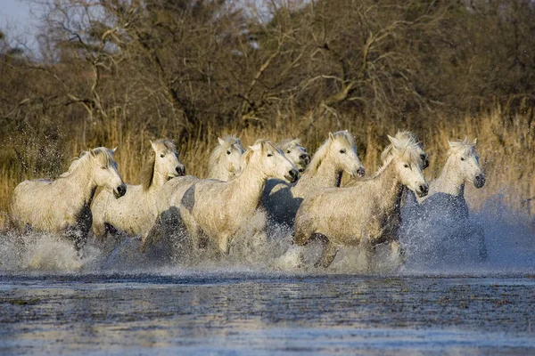 Camarguais — Stock fotografie