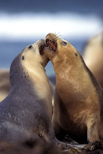 Lion De Mer Australien en neophoca cinerea — Foto de Stock