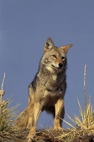 Coyote canis latrans — Stok fotoğraf