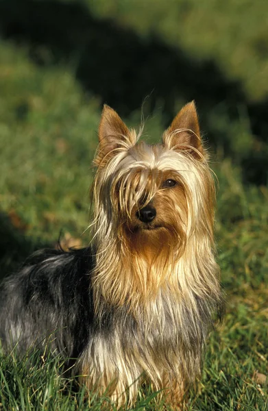 SILKY TERRIER — Stock Photo, Image