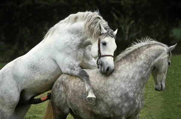 Lipizzaner — Stockfoto