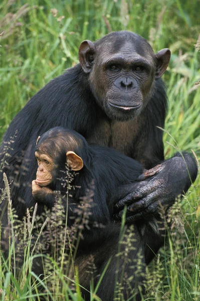 CHIMPANZE pan trogloditas — Foto de Stock