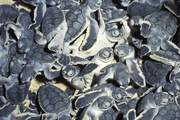 Tortue Verte chelonia mydas — Fotografia de Stock