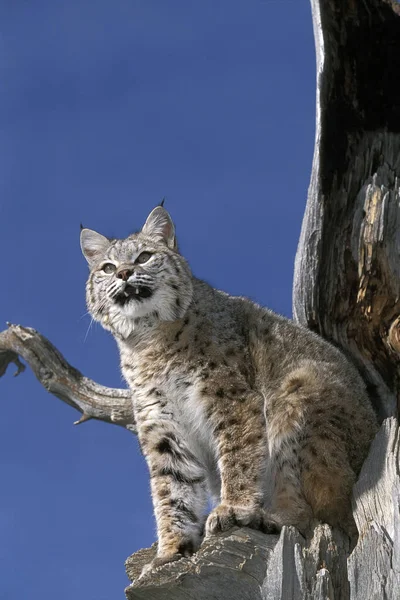 Rufus Lynx Roux Bobcat lynx — Foto de Stock