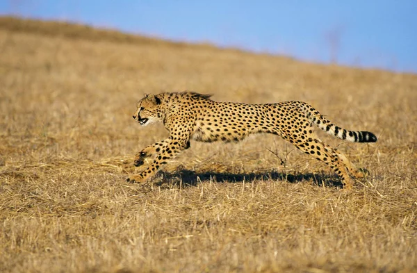 Guepard acinonyx jubatus — стокове фото