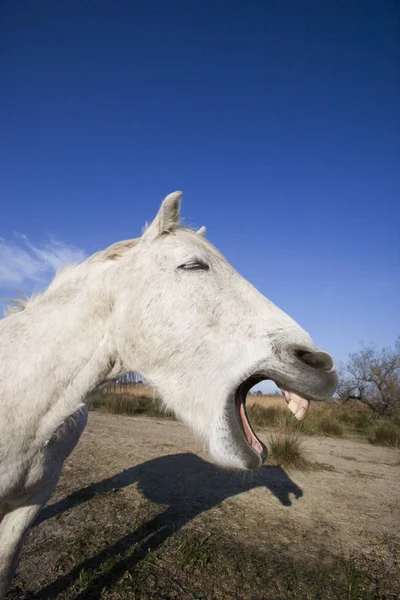 Camargue — Foto Stock