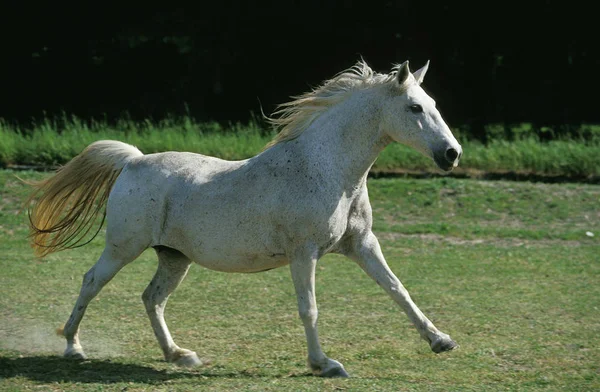 Lipizzan — Photo