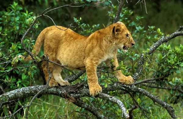 Lew D 'Afrique panthera leo — Zdjęcie stockowe