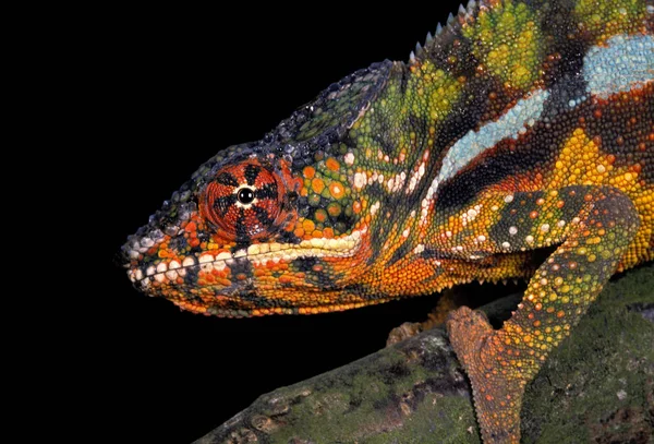 Kameleon Bijou furcifer lateralis — Zdjęcie stockowe