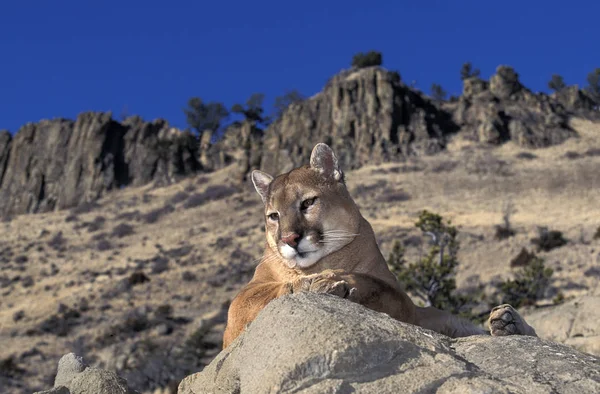 Puma puma concolor — Stok fotoğraf