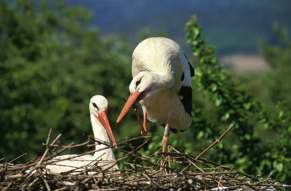 CIGOGNE BLANCHE ciconia ciconia — Stock Photo, Image