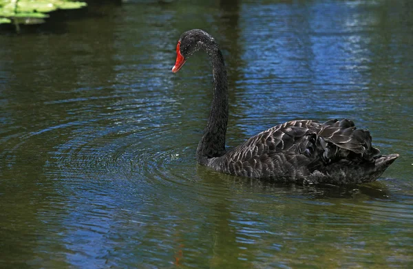 Cygne Noir cygnus atratus — Stockfoto