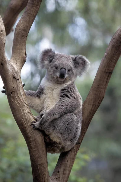 Koala phascolarctos cinereus — Stock Fotó